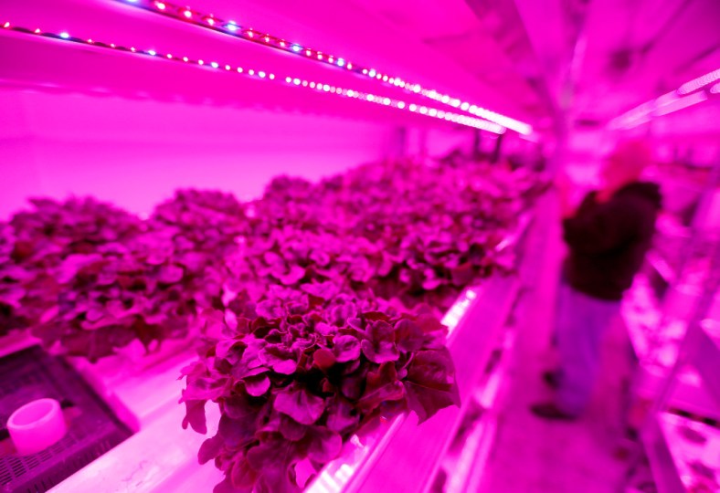 Plants are harvested inside a vertical farm in the back of the Central Market store in Dallas, Thursday, April 6, 2017. Central Market is trying out indoor growing, and the crops will be sold in the store beginning in May. &nbsp;(Jae S. Lee/The Dallas Morning News)Staff Photographer