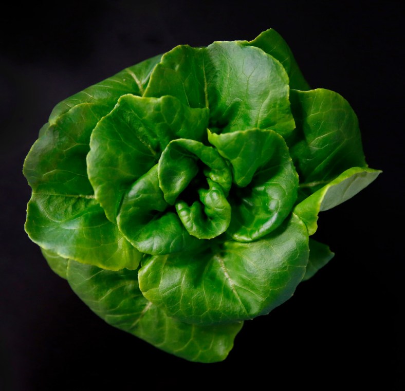 Butter lettuce is harvested inside a vertical farm in the back of the Central Market store in Dallas, Thursday, April 6, 2017. Central Market is trying out indoor growing, and the crops will be sold in the store beginning in May. (Jae S. Lee/The Dallas Morning News)Staff Photographer