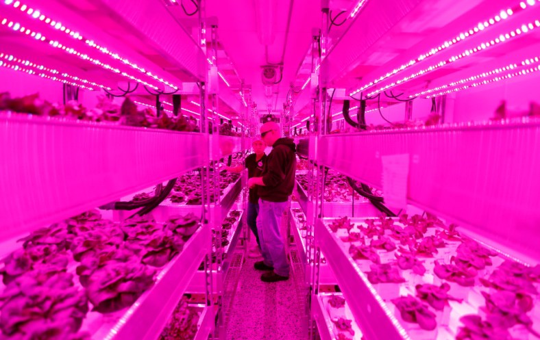 Growers Rebecca Jin (left) and Christopher Pineau tend to plants inside a vertical farm in the back of the Central Market grocery store in Dallas, Thursday, April 6, 2017. Central Market is trying out indoor growing, and the crops will be 
sold in the store beginning in May. (Jae S. Lee/The Dallas Morning News)Staff Photographer