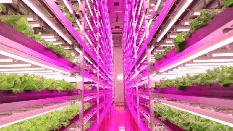 ge-horticultural-led-grow-lights-japan-plant-factory