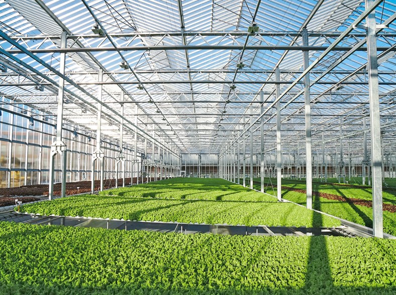 Gotham Greens Greenhouse Interior