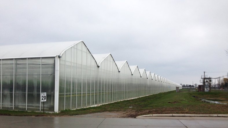 Greenhouses-Mastronardi-produce-canada-dan-charles-npr