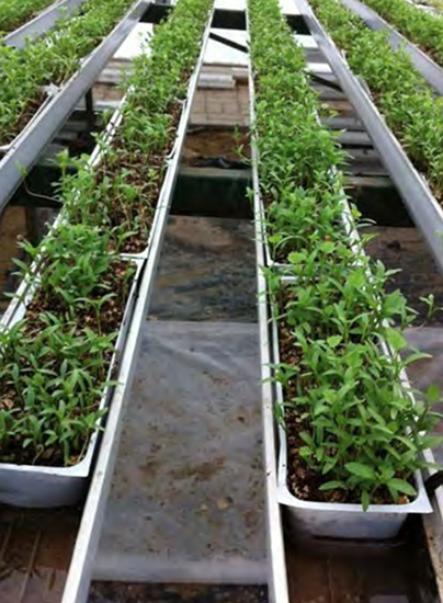 The successful grower of greens and microgreens has to provide his customers with what they want, but also supply them with new plants to sample. Photo courtesy of Jiffy Products of America.