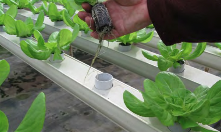 Since lettuce is a relatively short term crop compared to other greenhouse vegetables, a grower has to make sure that he starts out with a consistent substrate. Photo courtesy of jiffy Products of america