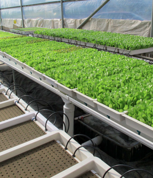 Propagation trays of lettuce ready to transplant. Photo courtesy of American Hydroponics.