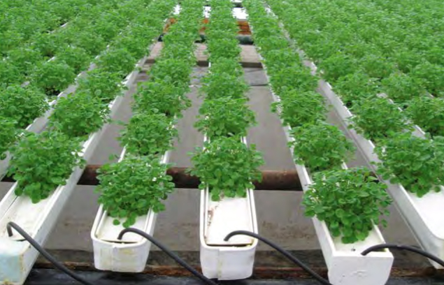 Herbs and microgreens can be grown in an NFT gutter system. Photo courtesy of Jiffy Products of America.