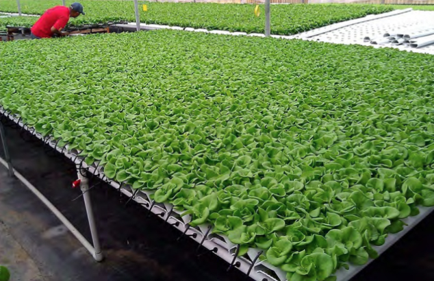 These lettuce seedlings are ready to be transplanted into NFT finishing channels. Photo courtesy of American Hydroponics.