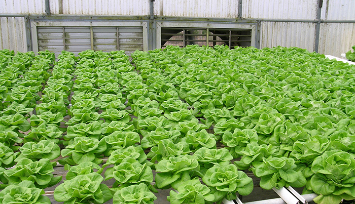 lettuce grown in a greenhouse