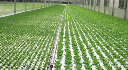 Crops grown in a raft irrigation system usually start as small plants at one end of the greenhouse and are harvested as finished plants at the other end of the greenhouse. Photo courtesy of Smithers-Oasis Co.