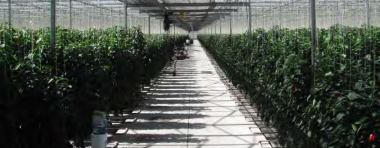 Richard Billekens’ company was the first one in Mexico to grow peppers in glass covered greenhouses.