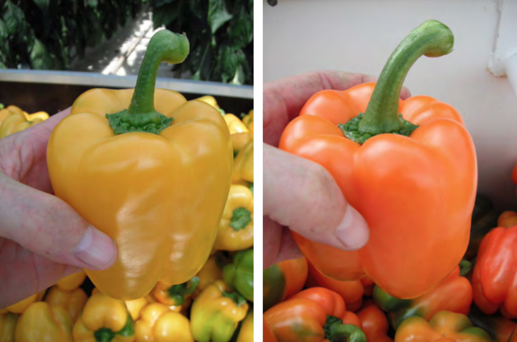 richard-billekens-greenhouse-grown-peppers-copy