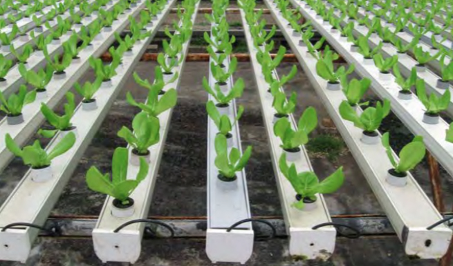 Once the seedlings are transplanted into an NFT system, the substrate acts as an anchoring material and the root system grows outside the substrate. Photo courtesy of Jiffy Products of America.